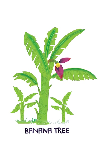 banano