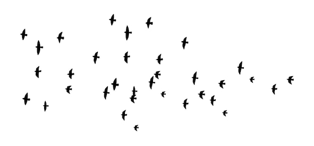 Bandada de aves silueta grupo de aves en el cielo