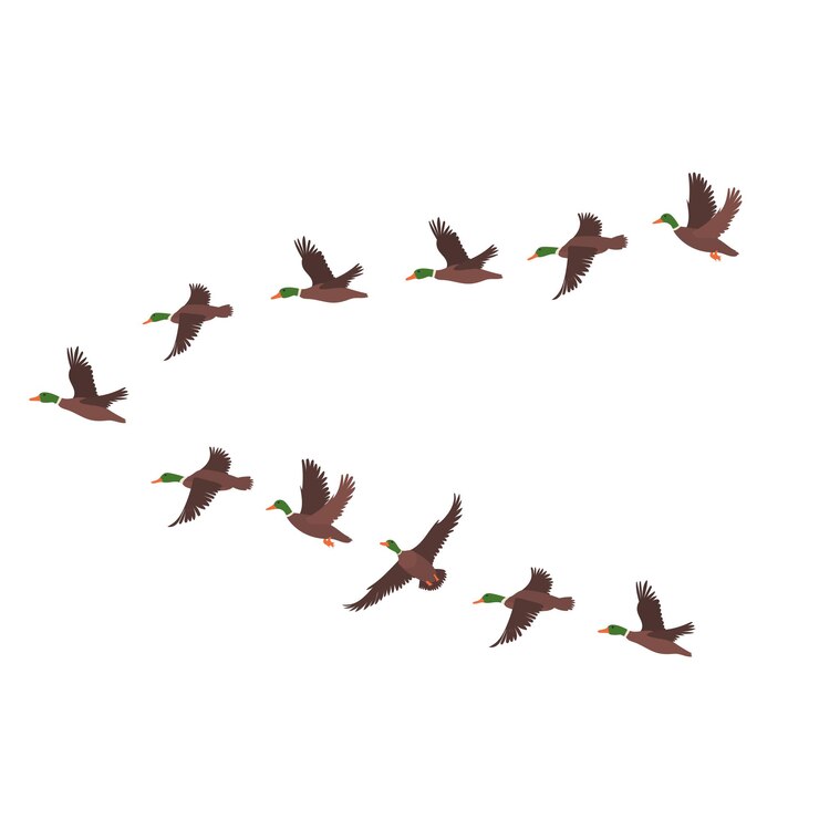 Vector bandada de pájaros establece vector aislado de diseño plano
