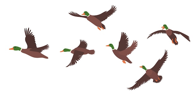 Bandada de patos voladores diseño plano vector aislado