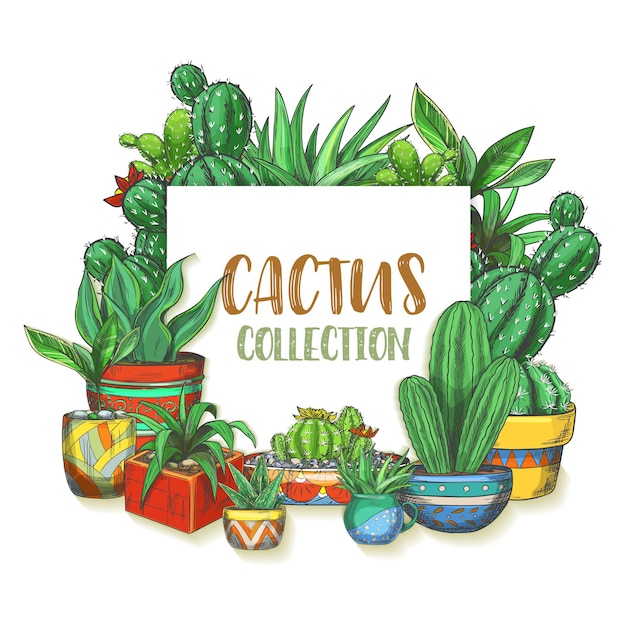 Banner con cactus dibujados a mano en cajas. Cartel con coloridas cactáceas mexicanas en maceta o cactus acuarela. Planta suculenta con flor, flor de peyote.