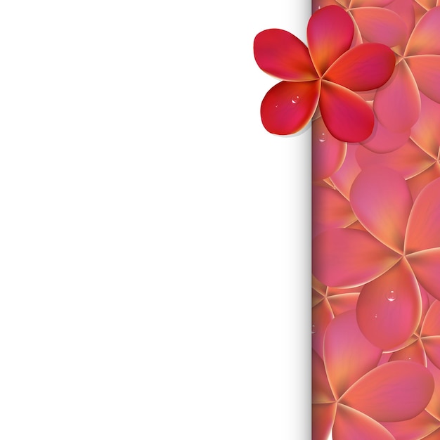 Banner con flores frangipani rosa, ilustración