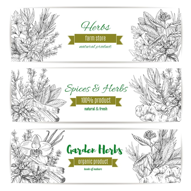 Vector banner de hierbas y especias de jardín para el diseño de alimentos.