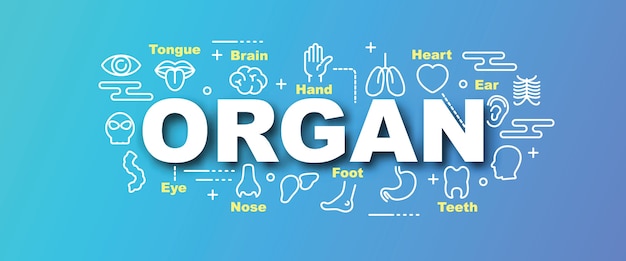 banner de moda de vector de órgano