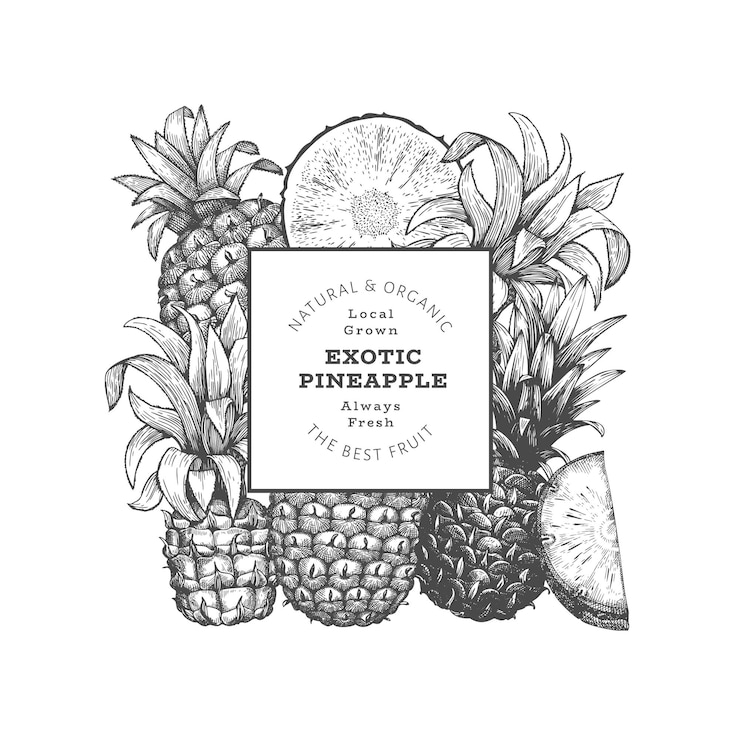 Vector banner de piña de estilo boceto dibujado a mano ilustración de vector de fruta fresca orgánica plantilla de diseño botánico de estilo grabado