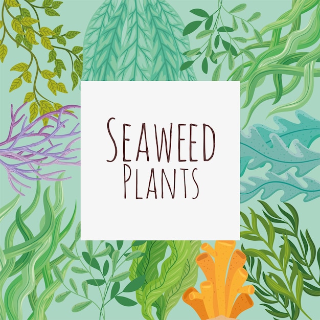 Banner de plantas de algas