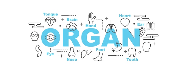 banner de vector de órgano
