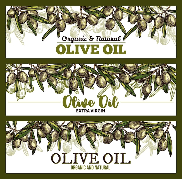 Banners de boceto de aceite de oliva virgen extra vectorial