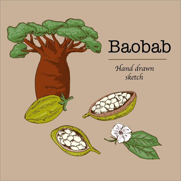 Vector baobab dibujado a mano fondo de boceto de dibujos animados