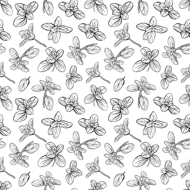 Basil seamless pattern hierbas italianas una ramita de mejorana la albahaca es un condimento fragante y fragante ilustración dibujada a mano