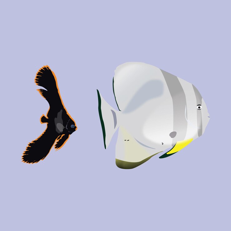 Vector batfish joven y adulto sobre un fondo morado.