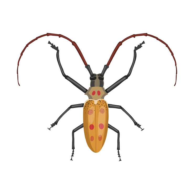 Vector batocera numitor escarabajo realista con antenas largas vector