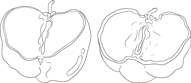 Vector la baya de acerola roja, la cereza de barbados, la malpighia emarginata, es una ilustración de las frutas exóticas que son un súper alimento.