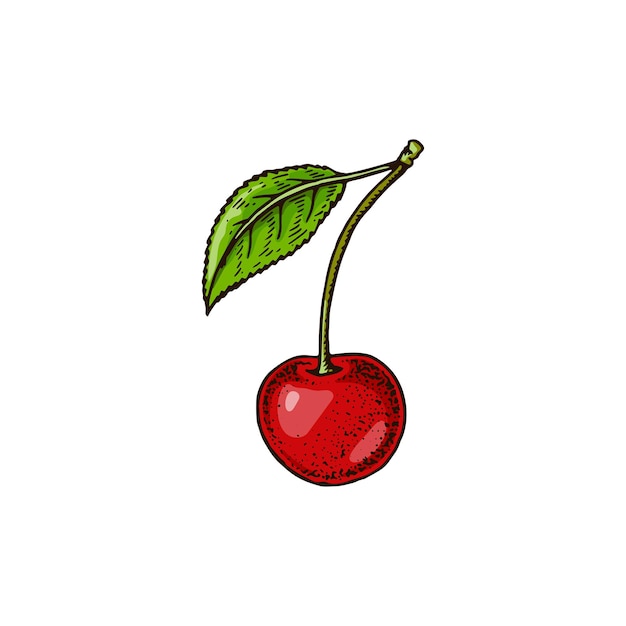 Baya de cereza dibujada a mano aislada en blanco Ilustración vectorial en estilo de boceto coloreado
