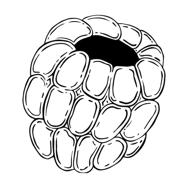 Baya de frambuesa fresca madura doodle lineal
