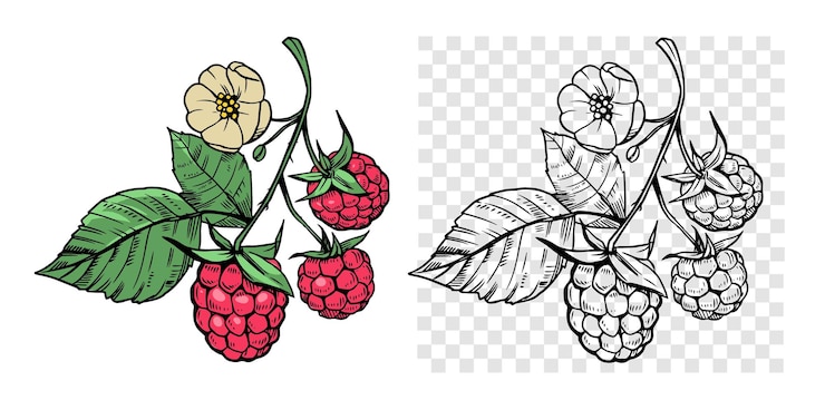 Vector baya de frambuesa con hojas conjunto de ilustraciones vectoriales estilo grabado objetos de elementos florales para fondos de patrones de diseño