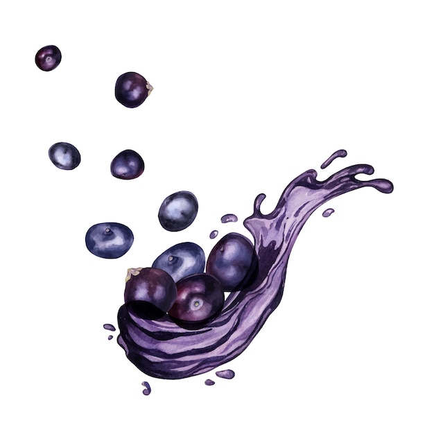 Vector bayas de acai en ilustración de acuarela de salpicaduras de jugo aisladas en blanco púrpura pequeña de amazon exótico