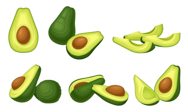 Bayas de aguacate de color verde brillante entero y dividido en dos con un conjunto de vectores de semillas grandes