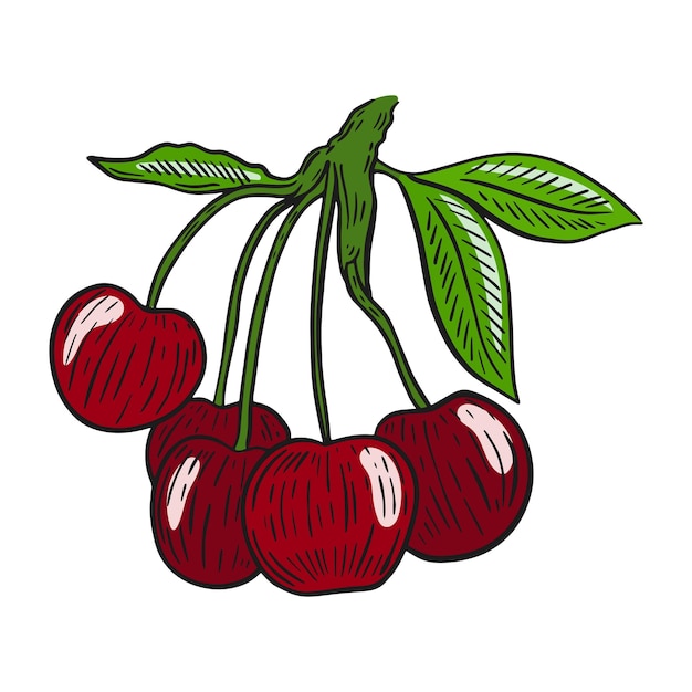 Bayas de cereza en una ilustración de vector de rama