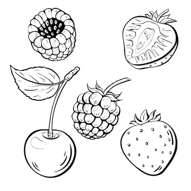 Bayas frescas y deliciosas fresas de cereza frambuesas moras bocetos vectoriales