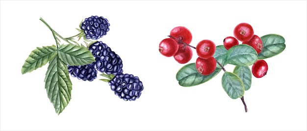 Bayas y moras con hojas Hojas de bayas negras rojas Conjunto de bramble de bearberry Ilustración en acuarela para el diseño de tarjetas de invitación Etiquetas de diseño de paquetes