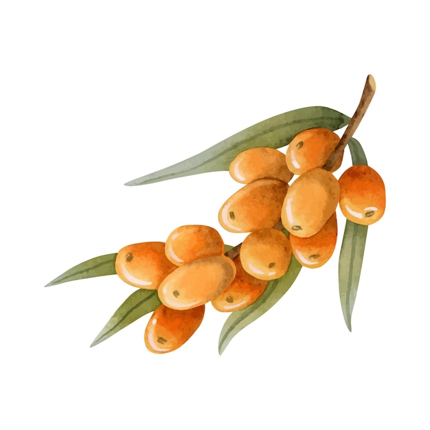 Bayas de naranja de espino marino en la rama con hojas Ilustración de acuarela para cosméticos naturales con Hippophae