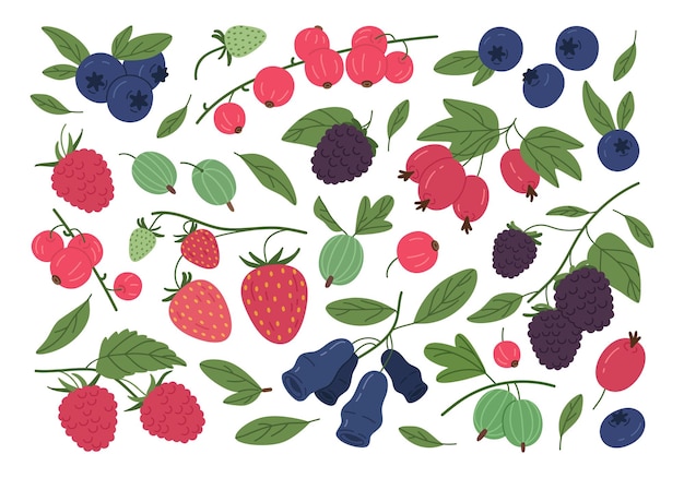 Bayas silvestres maduras deliciosas frambuesas arándanos fresas grosella espinosa y grosella roja bayas comestibles conjunto de ilustraciones vectoriales planas colección de bayas forestales jugosas