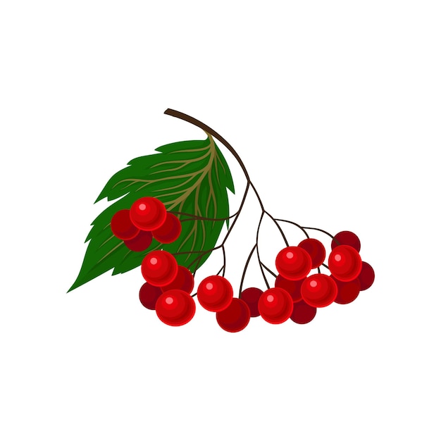 Bayas de viburnum rojo en el tallo con hojas Ilustración vectorial sobre fondo blanco
