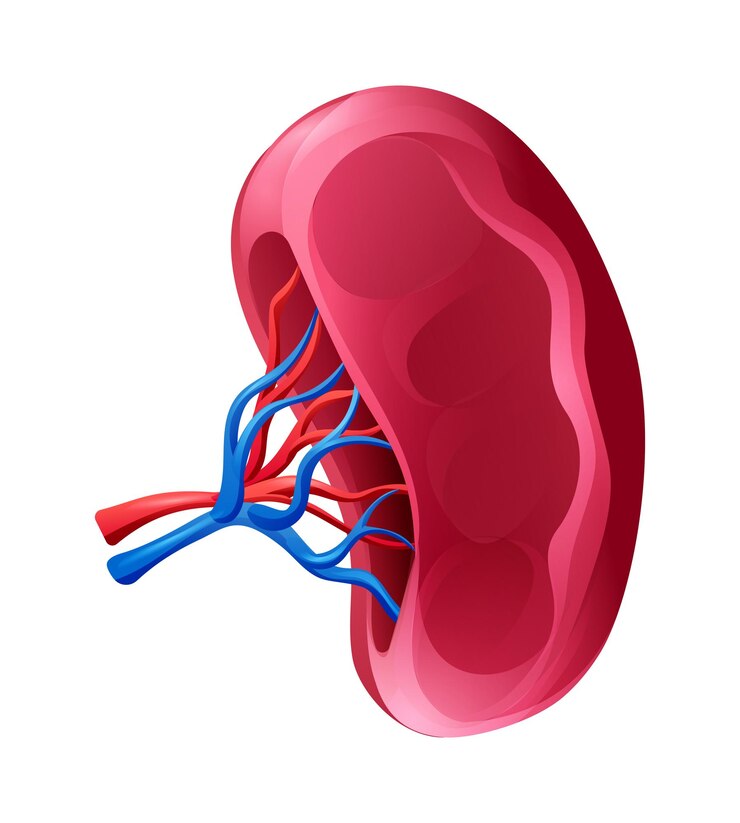 Vector el bazo humano anatomía del órgano interno ilustración vectorial aislada sobre un fondo blanco