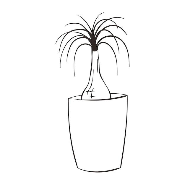 Vector beaucarnea recurvata line art icon hermosa planta de interior en maceta concepto de cuidado de plantas de interior nolina palm