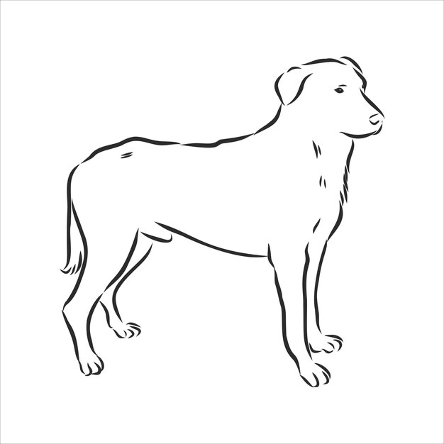 El Beauceron, bosquejo del perro pastor francés, ilustración vectorial de contorno