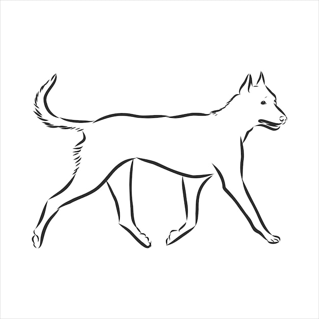 El Beauceron, bosquejo del perro pastor francés, ilustración vectorial de contorno
