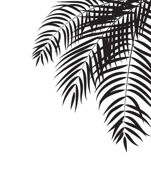 Beautifil Palmera Hoja Silueta Fondo Vector Illustrat