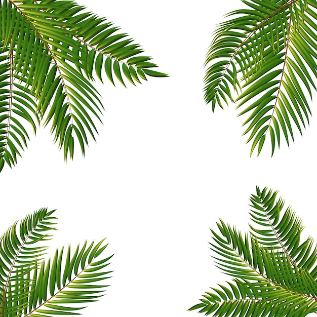 Beautifil palmera hoja silueta fondo vector ilustración eps10