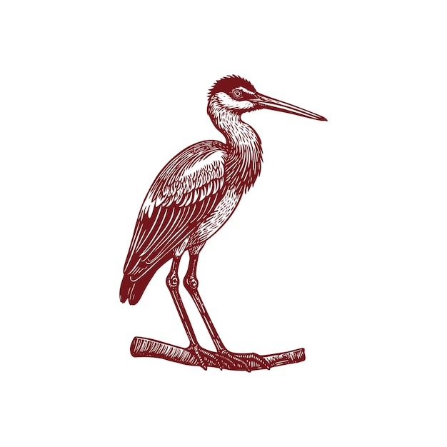 Beautiful Classic Hand Drawing Crane Bird