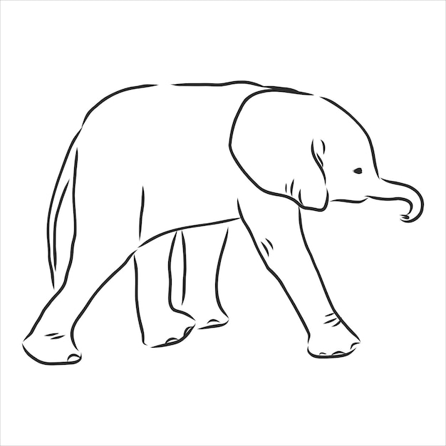 Bebé elefante en estilo de contorno aislado sobre fondo blanco, ilustración vectorial