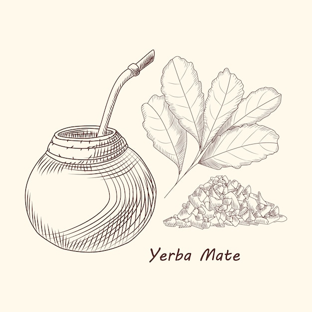 Bebida de yerba mate. bebida tradicional sudamericana. calabaza, bombilla y brach. ilustración de vector de estilo de grabado de té de mate.