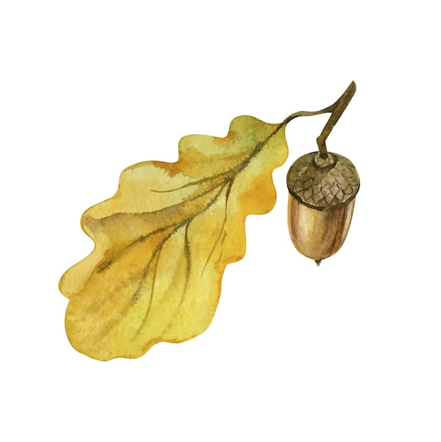 Vector bellota con roble hojas de oro acuarela dibujado a mano ilustración vectorial aislado sobre fondo blanco.