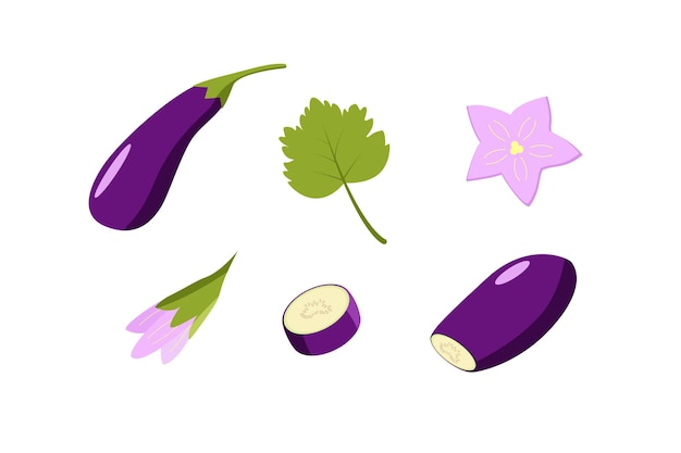 Vector berenjena entera y cortada, flores y hojas de berenjena. ilustración de vector de verduras, un conjunto de cosecha.