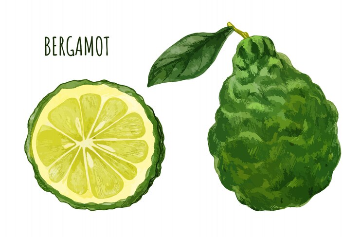 Vector bergamota con hoja y mitad de fruta, dibujado a mano