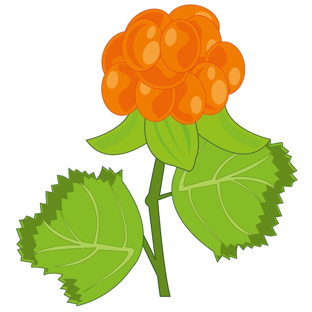 Berry cloudberry sobre fondo blanco está aislado