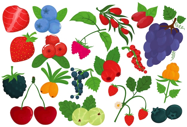 Berry conjunto aislado en blanco vector ilustración saludable fruta fresca frambuesa fresa comida