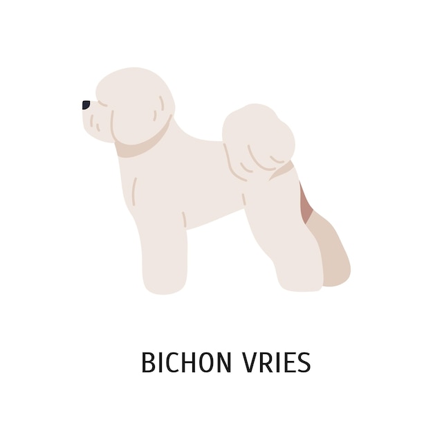 Bichón Frisé. Adorable divertido compañero de pura raza o perro de juguete aislado sobre fondo blanco. Magnífico animal doméstico o mascota con pelaje con curvas. Ilustración de vector colorido en estilo de dibujos animados plana.