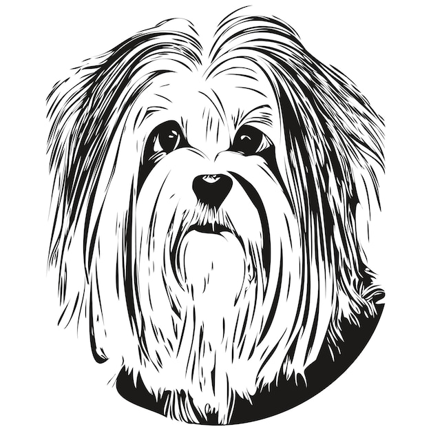 Bichón Habanero perro dibujado a mano ilustración blanco y negro vector mascotas logo línea arte