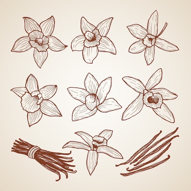 Biología Aroma Flor Canela