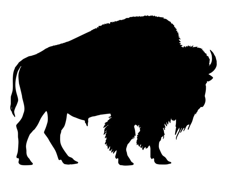 Vector el bisonte americano es un animal de silueta negra, el bufalo es un ganado de mamíferos y el icono de los animales silvestres.