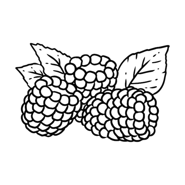 Blackberry botánico lineart vector icono Bramble dewberries imagen de estilo cómico Dibujado a mano aislado lineart imagen para impresiones diseños tarjetas Para libros pegatinas carteles