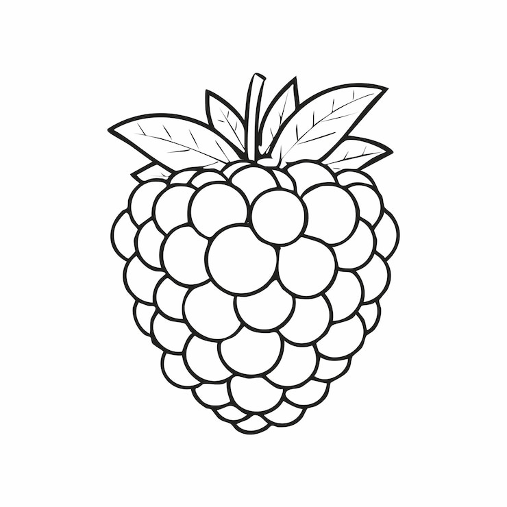 Vector blackberry fruit food meal saludable coloración página del libro para niños en blanco y negro monochrome y colorido
