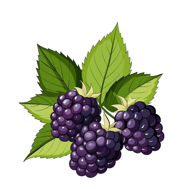Vector blackberry fruta bay estilo de dibujos animados de verano en fondo blanco