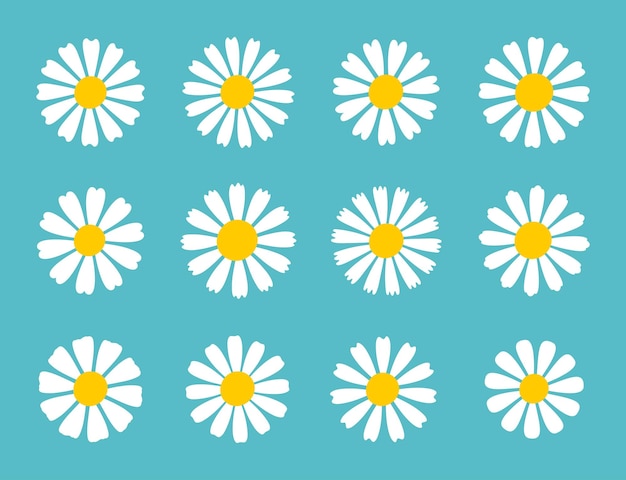Blooming Daisy Collection margarita de pétalos blancos que florece en primavera